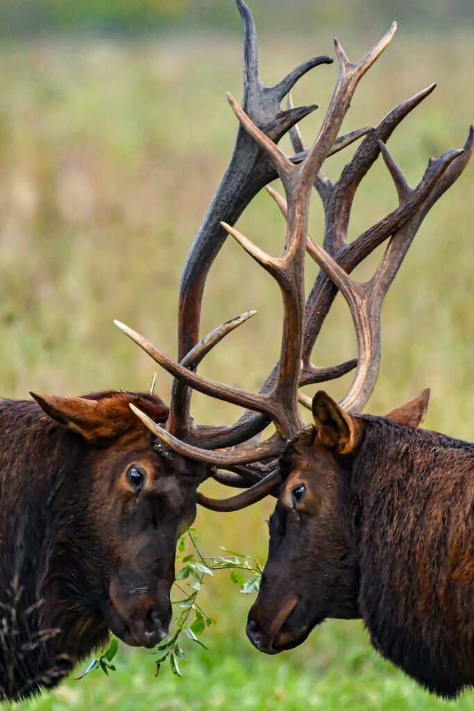 Are The Elk Out In Cherokee North Carolina